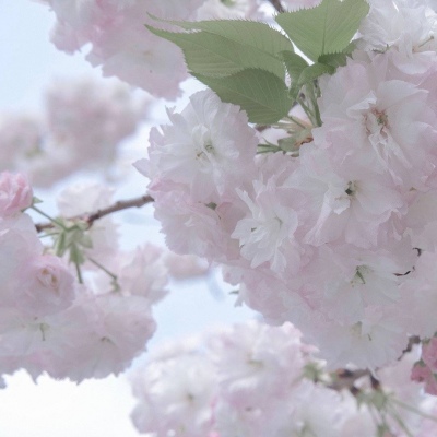 Furry数位板绘画教程兽圈社群